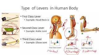 Types or Classes of Lever in the Human Body Explained with Examples [upl. by Ydissahc]