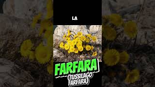 Farfara Tussilago farfara LA FAMOSA  pie de caballo uña de caballo [upl. by Dera]