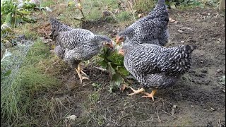 pouštění slepic 88 slepičky si pochutnávají na hlavkovém zelí amp the hens are enjoying the cabbage [upl. by Beret370]