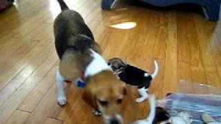 Beagle Puppies Playing with Mom [upl. by Gaspard]