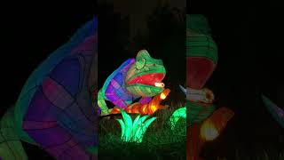 LA Zoo Lights Animals Aglow  Now Open [upl. by Hpesoj23]