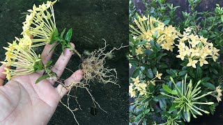 Use ripe banana peels to stimulate the roots of Ixora coccinea flowers [upl. by Hsoj863]