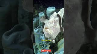 Facts about  Frog Fish  Freshwater Fish shorts fishfacts [upl. by Llevrac]