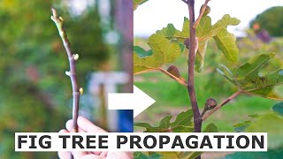 Propagate Fig Trees from Cuttings [upl. by Darla566]