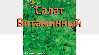 Салат обыкновенный Витаминный Листовой 🌿 обзор как сажать семена салата Витаминный Листовой [upl. by Bainter]