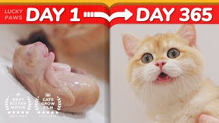 😂Cat Haters Nightmare  How Kittens Grow Up 0365 Days [upl. by Gretal284]