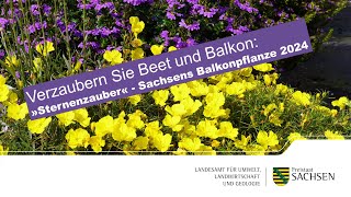 Sternenzauber – Himmlisches für Beet amp Balkon [upl. by Xavier]