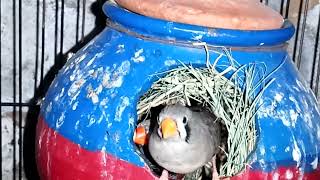 zebra finches naye nesting clear kar li hai November 11 2024 [upl. by Sisto]