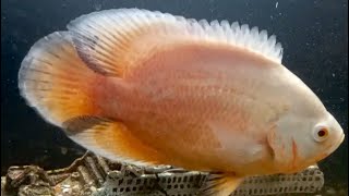 Albino Oscar Cichlid [upl. by Anwahsiek]