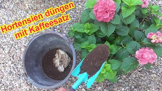 Hortensien mit Kaffeesatz düngen Anleitung  Wann wie oft  Hortensie düngen mit Hausmittel [upl. by Diarmid]