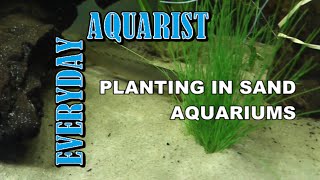 How to Plant in Sand Aquariums [upl. by Rosaline]