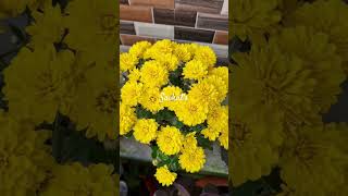 flowers hills lepchajagat homestay 2024 2k24 shorts short plants nature homegarden [upl. by Obadias]