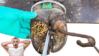 Cut Trim and Cleaning  Screw with Nails WAS STUCK IN cows hoof TK001 [upl. by Jecon668]