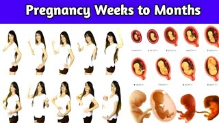 Pregnancy Week to Months  1 to 9 Month Pregnancy Fetal Development [upl. by Neros]