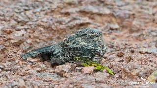 Nyctidromus nigrescensBacuraudelajeadoBlackish Nightjar [upl. by Schroth]