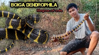 ULAR CINCIN EMAS  TALIWONGSO  MANGROVE CAT SNAKE  Boiga dendrophila [upl. by Brynn]