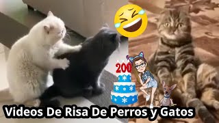 Vídeos de risa de perros y gatos😹 [upl. by Pardoes733]