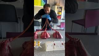 Teacher Live Demonstrating How lungs Pumps 😱 👀 shorts lungs science biology credit zhu5ain [upl. by Arhez]