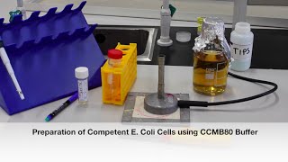 Protocol 5 Preparation of Competent E Coli Cells [upl. by Nadean]