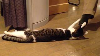 Funniest Cat Video Compilation 2024 [upl. by Eedrahs315]