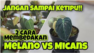 2 CARA MEMBEDAKAN PHILO MELANO DAN PHILO MICANS  PHILODENDRON MELANOCRYSUM VS PHILODENDRON MICANS [upl. by Mcgurn102]