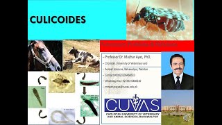 Culicoides [upl. by Aldo]