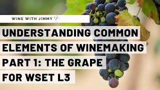 WSET Level 3 Wines  Understanding the Common Elements of Winemaking Part 1 The Grape [upl. by Neicul]