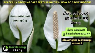 Peace lily plant growing tips in Tamil  Tips to get flowers from Peace Lily Plant [upl. by Eilyw]