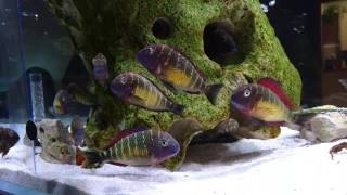 Tropheus Red Rainbow WF colorful But one bit less [upl. by Assillem372]