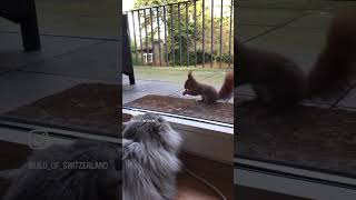 Cats and squirrels 😹❤️😹 squirrels cats cat catvideo [upl. by Vaas]