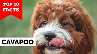 Cavapoo  Top 10 Facts [upl. by Gow]