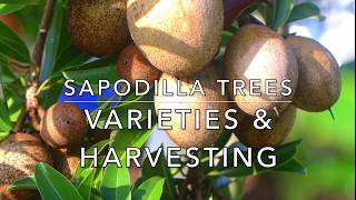 Sapodilla Trees  Varieties  How to tell when fruit is ripe  when to pick [upl. by Oos]