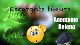 Des escargots mangeurs descargots   LANENTOME HELENA [upl. by Animor]