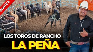 CONOCIENDO LOS TOROS EJECUTORES DE RANCHO LA PEÑA PARTE II [upl. by Lehpar829]