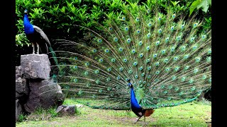 Green Peafowl Opening Feathers HD amp Bird Sound 绿孔雀开屏及叫声 [upl. by Reivilo]