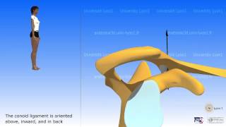 Arthrology of the acromioclavicular joint [upl. by Florian]