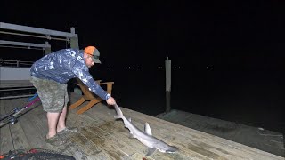 Can you Catch Sharks using Catfishing Gear [upl. by Drain]