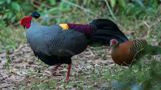 siamese fireback pheasant beautiful birds of the world [upl. by Sivi999]