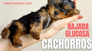 HIPOGLUCEMIA en Cachorros Causas Síntomas y Tratamiento [upl. by Fosque]