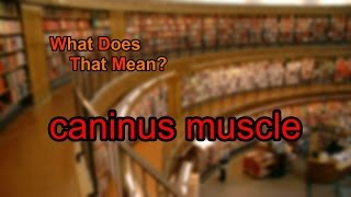 What does caninus muscle mean [upl. by Mccartan]