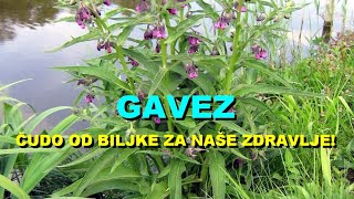 GAVEZ  ČUDO Od BILJKE Za NAŠE ZDRAVLJE [upl. by Medor]