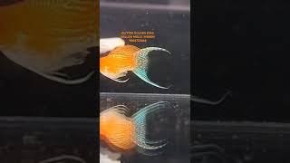 Exotic Mollyexoticfishestropicalfish mollyfishballonmollyviral shorts viralvideosfishamaran [upl. by Boelter]