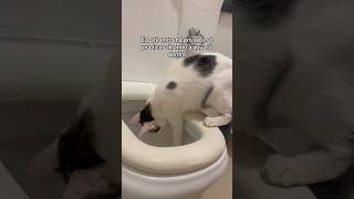 MINHA GATA É OBCECADA EM ÁGUA shorts viralvideo gatos gatosengraçados viralshorts [upl. by Edahsalof534]