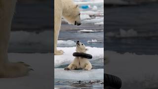 A touching story about a mother bear rescuing a seriously injured cub in the harsh Arctic region [upl. by Wang]