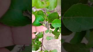 How to remove pests from Tulsi plant organically gardening plants viralvideos trail ytshorts [upl. by Jeanette353]