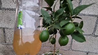 Potente Fertilizante Orgánico para Cítricos  Abono Casero Para Limonero [upl. by Hawken]