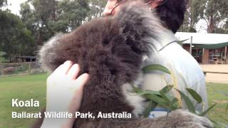 Petting Koala at Ballarat Wildlife Park Australia [upl. by Maddock592]