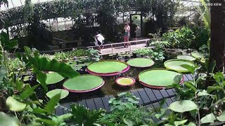 Timelapse shows growth of the worlds biggest waterlily species [upl. by Utimer]