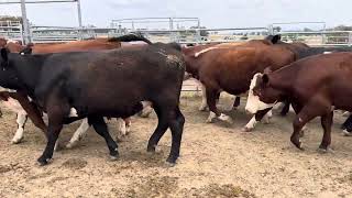 Crowther Feeder steers [upl. by Christianity]