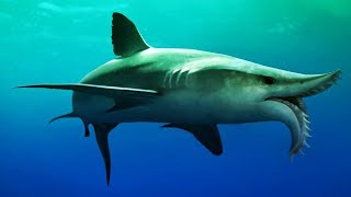 Prehistoric Sea Monsters Edestus Shark quotREAL LIFE Teeth Thrasherquot Mini Documentary [upl. by Cati276]